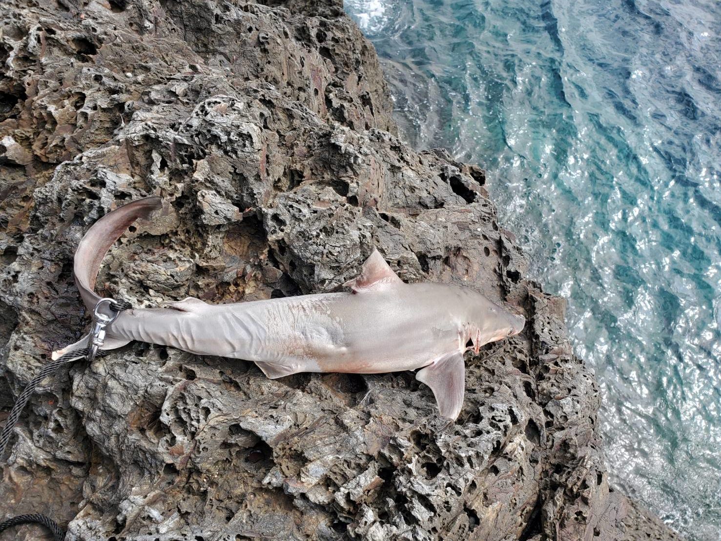 高知県西南部の高水温期の強敵 サメ 対策はあるのか フィッシング高知